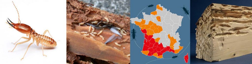 termites-diagnostics immobiliers Vente-location pour maison-appartement dans AUDE-HERAULT-PO (Narbonne Carcassonne Béziers Perpignan)